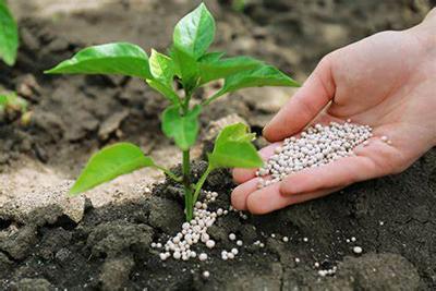 Industria de fertilizantes y pienso